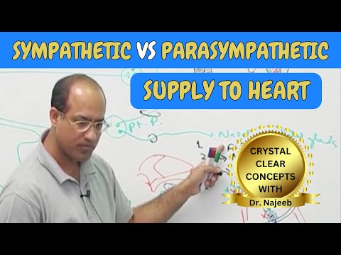 Sympathetic vs Parasympathetic Supply to Heart 🫀