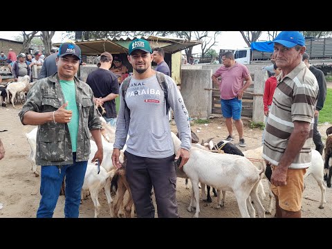 Feira de Animais de Campina Grande na Paraíba. 11/ 03/2026