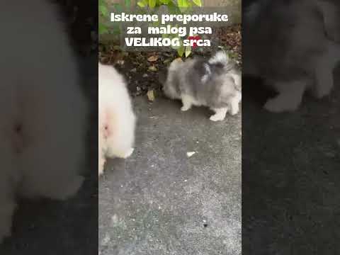 Pomeranski špic štenci na prodaju – prelepi medvedići spremni za novi dom!