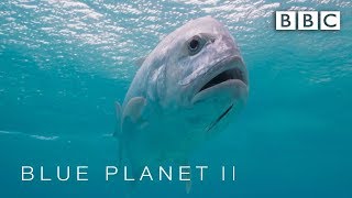 Predator fish leaps out of water to catch bird | Blue Planet II - BBC