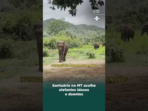 Santuário no MT acolhe elefantes idosos e doentes | #Shorts