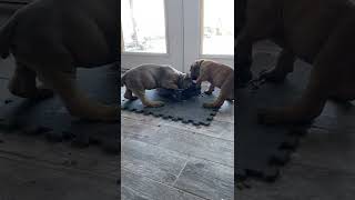 Neapolitan Mastiff Puppies Videos