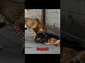 Leopard VS Sleeping Stray Dogs Encounter Face to Face!