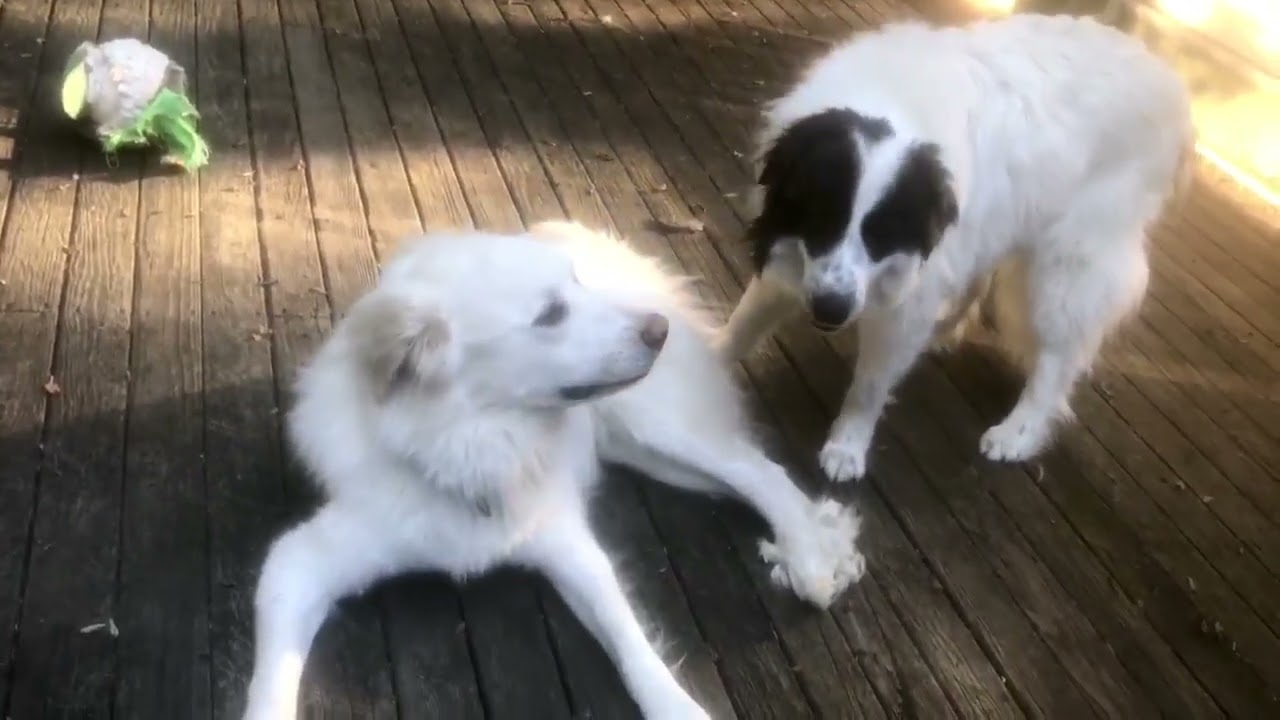 Enlarge Wyatt in CT - Loves Rump Scratches, a ADOPTABLE Great Pyrenees in Norwich, CT video 3/4