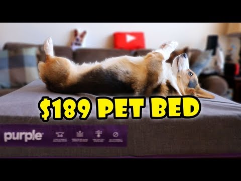 Bought Purple’s Pet Bed for My Dog! || Extra After College