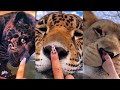 DANGER BOOPS
