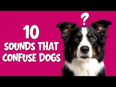 10 Surprising Sounds That Confuse Dogs Instantly 🐶