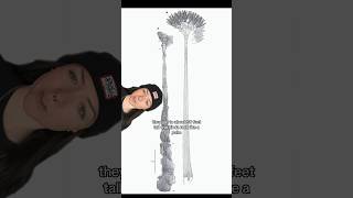 the first trees, that we know of