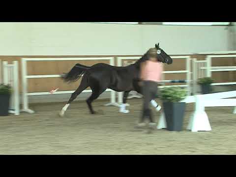 30. Meckl. Körtage 2020 - Kat.Nr. 1 Junghengst v. Baron - Dimaggio