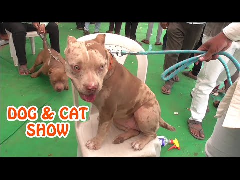 Dog &  Cat Show | श्री सिद्धेश्वर कृषी प्रदर्शन 2025 | Solapur | BHARAT 🇮🇳