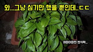 마당에 이거 키우면 마당 다 뒤덮습니다ㅋㅋㅋ