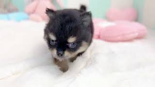 ハーフ犬の動画01