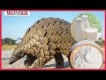 MAAJABU KAKAKUONA Aonekana Morogoro Achagua UNGA Na MAZIWA