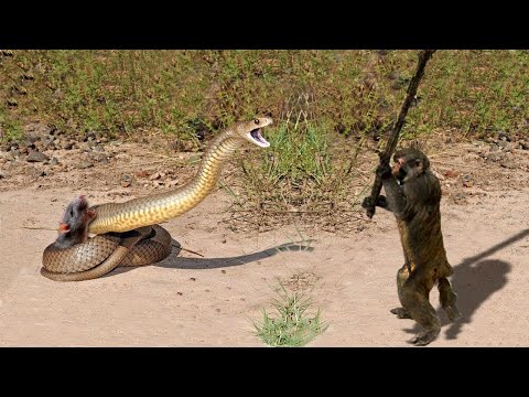 If it hadn't been recorded, no one would have believed it.