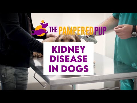 Kidney Disease in Dogs (and how to handle it)