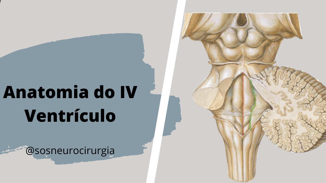 Anatomia do IV ventrículo