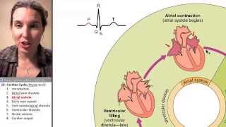 Cardiac cycle 3- Atrial systole
