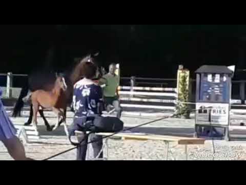 HF des ZOOM u.d. St.Pr.St. Hayali von Prämienhengst Le Charmeur Noir