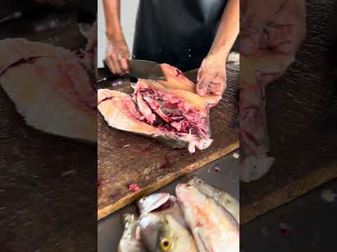 Bocachico criollo de Ayapel Córdoba #pescao