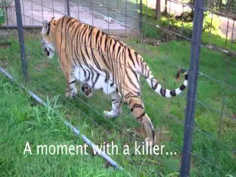 Detroit Tiger's Crazy Charge