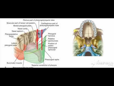 Levator veli palatini