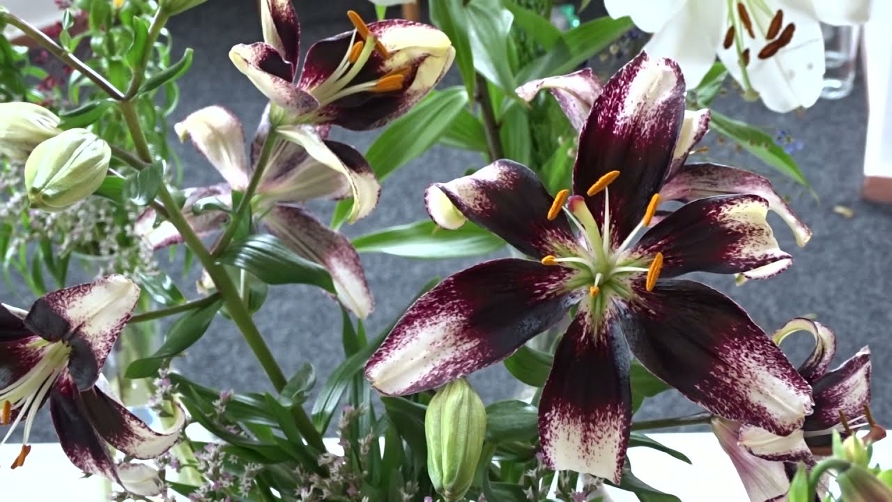Lilium ´Stracciatella Event´