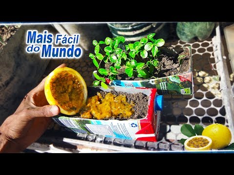 How to Germinate Passion Fruit the Easiest Method in the World |Organic Balcony|