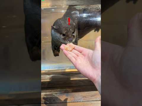 Baby Otter’s Cutest Feeding Reaction Ever 🦦😍