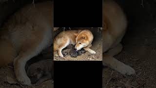 柴犬サバイバル part1  #犬   #柴犬  #犬のいる暮らし  #犬のいる生活  #日本  #日本株  #おもしろい  #面白い  #面白い動画