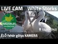 LIVE White Stork Nest Cam Ságvár Hungary