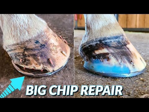 Horse Hoof Repaired | Horse Rips Off His Shoe | Hoof Restoration