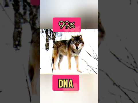 surprising dog facts|surprising facts about dogs|Ridan Verma |#shorts