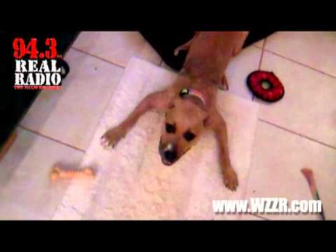 Real Radio 94.3fm -- Dr. Rich's Dog "LUCY" in action