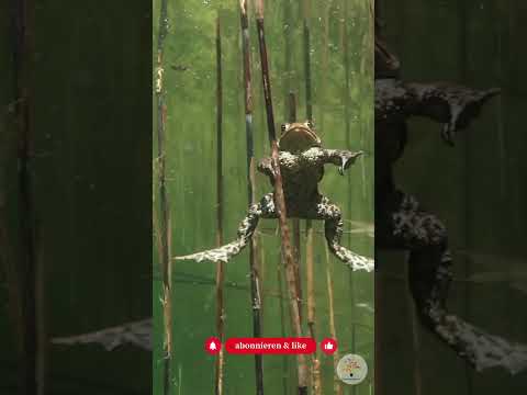 Krötenwanderung! In 40 Sekunden weißt du, wann sie losziehen – und was du tun musst #shorts