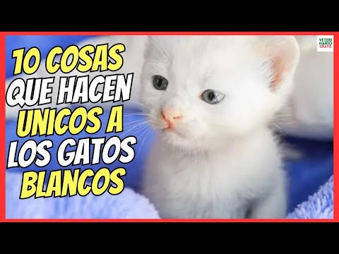 🔴 WHITE CATS: THE MEANING OF 10 OF THEIR CHARACTERISTICS THAT MAKE THEM UNIQUE 💘