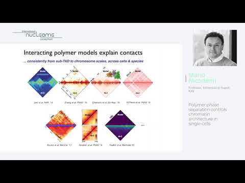 Mario Nicodemi: "Polymer phase separation controls chromatin architecture in single-cells" - INC