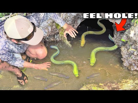 Hand Fishing For EELS in MUD HOLES!