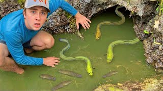 I Found Mud Holes FILLED With Eels!