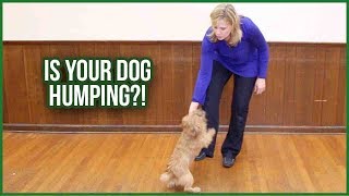 How to Stop your Dog from Humping