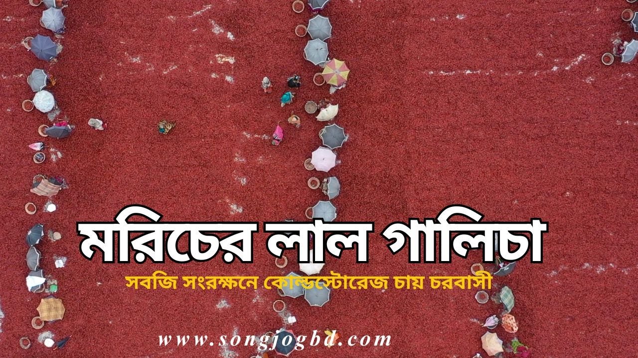 দেড় বিঘা জমি থেকে দুই মণ মরিচ পেলেন কৃষক