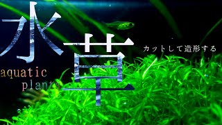 可愛いまんまる水草を作りたい【アクアリウムダイアリー#5】