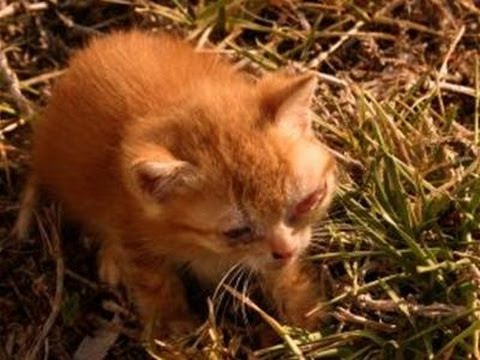 How To Handle A Death Of A Cat - YouTube