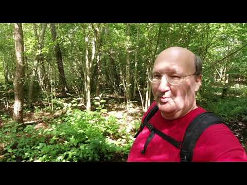 MongoTV_3168 - English Vlog_0076 - I Have a Small Walk In a Forest