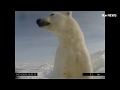 See Life Through The Eyes Of A Polar Bear On The Arctic