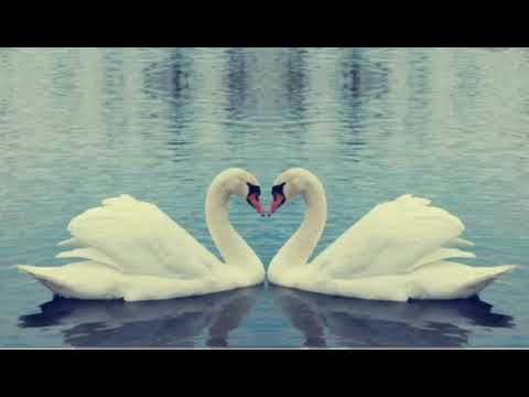 Глория Дели - «Белые лебеди»