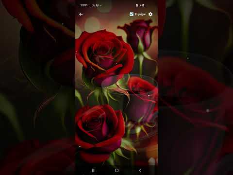 Red Rose Wallpaper