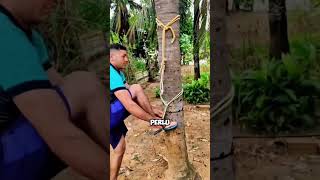 Download lagu Alat Panjat Pohon Kelapa #shorts #pertanian #panen mp3 Download lagu Alat Panjat Pohon Kelapa #shorts #pertanian #panen mp3