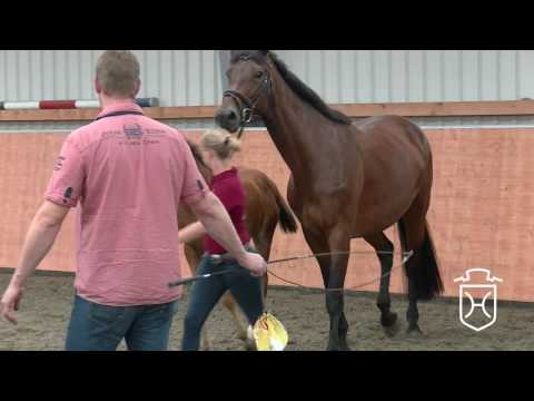 HEI055 Hengstfohlen von Zinedine   Cristo   Corofino I
