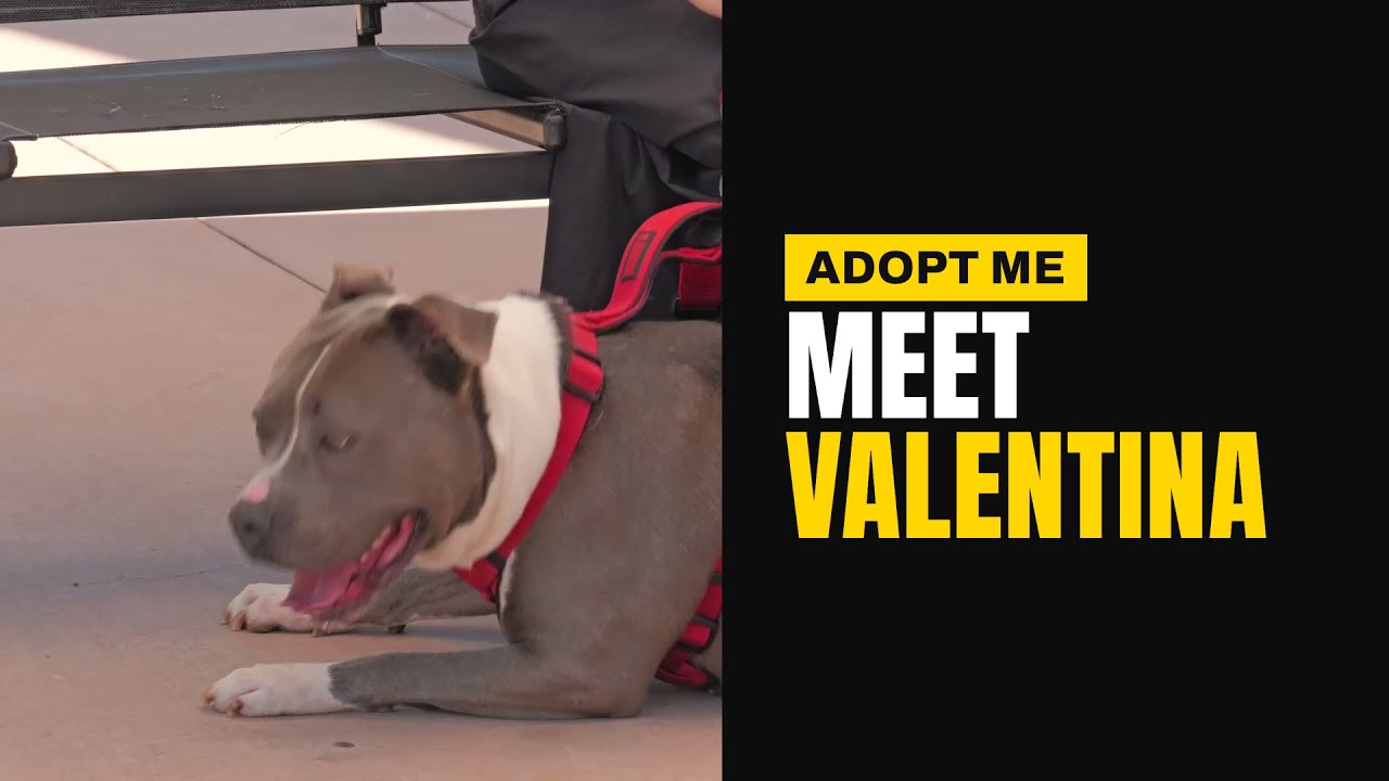Valentina (Courtesy Post) - Adopt Me!, a Adoptable mixed breed in Lake Forest, CA video 6/6