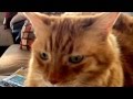 Skid Row Kitty S Opposite